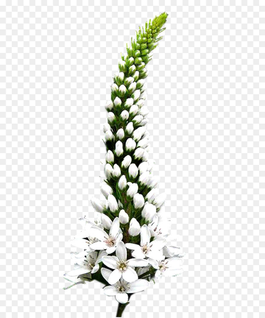 Kesme çiçekler，Otlar PNG