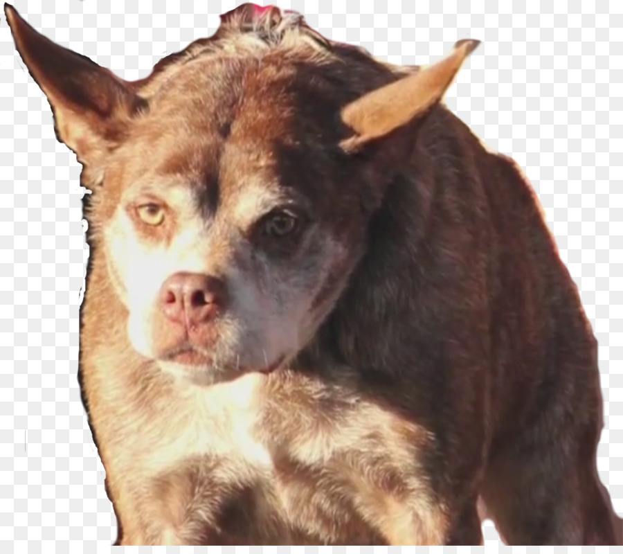 Köpek ırkı，Köpek PNG