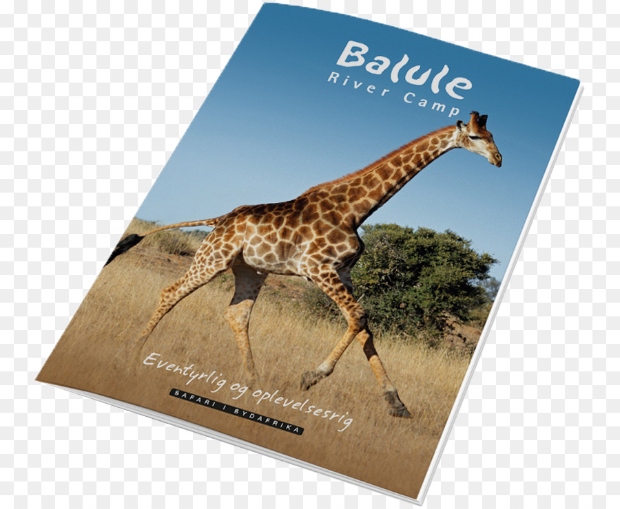 Zürafa，Balule Tabiatı PNG