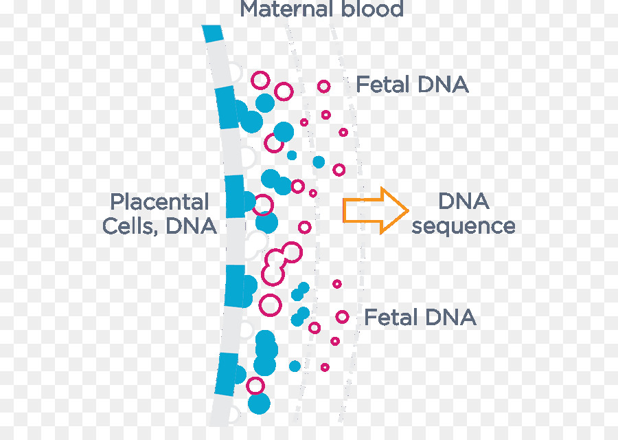 Cellfree Fetal Dna，Prenatal Test PNG