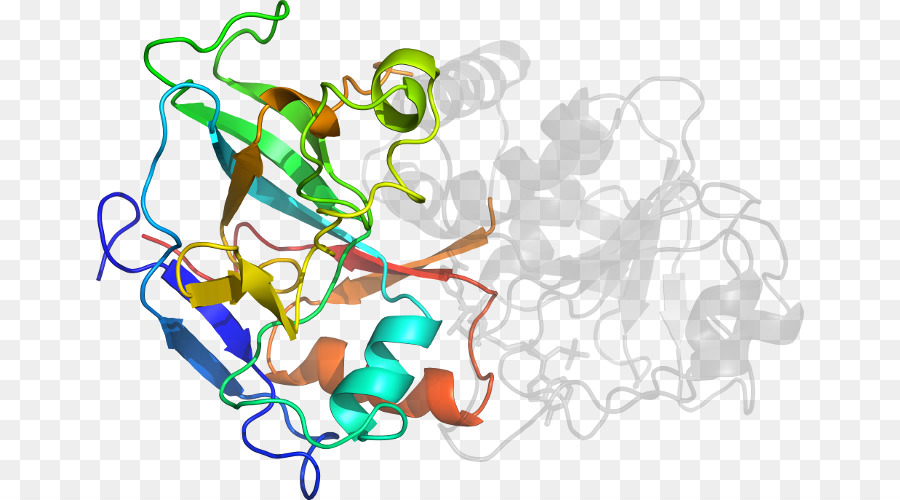 Protein Yapısı，Molekül PNG