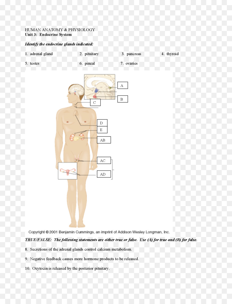 İnsan Anatomisi Diyagramı，Anatomi PNG