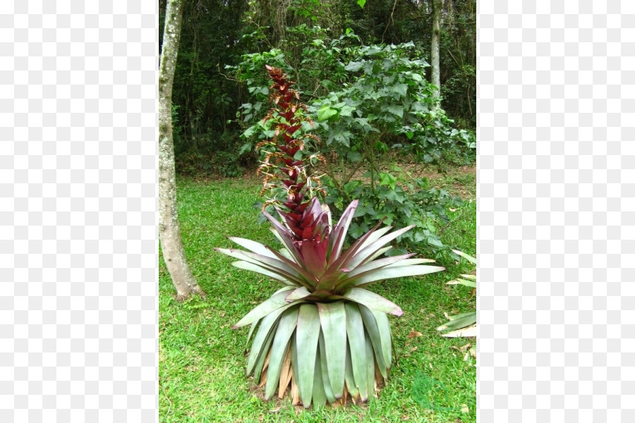 Yanan Vriesea，Alcantarea Imperialis PNG