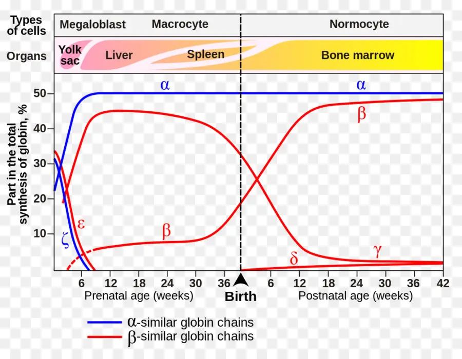 Globin Zincirleri，Hemoglobin PNG