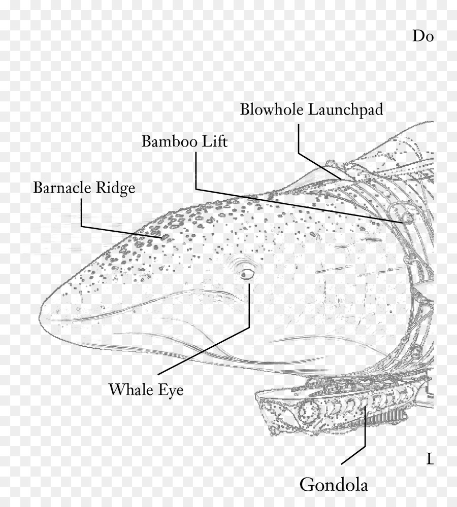 Cetacea，Beluga Balina PNG