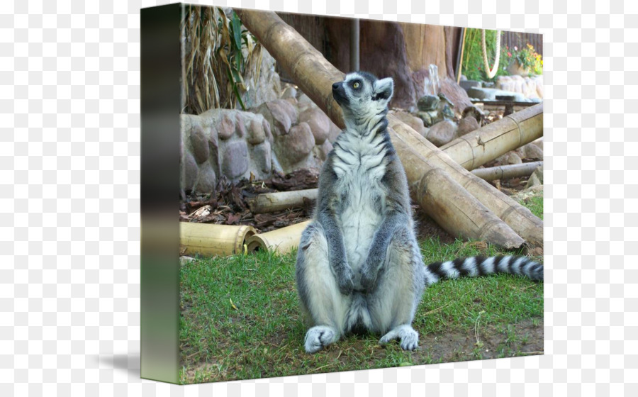 Lemurlar，İmagekind PNG