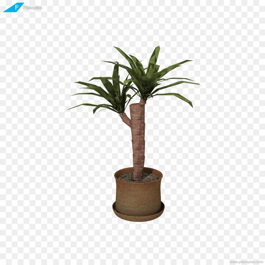 Arecaceae，Düzlem Planı PNG