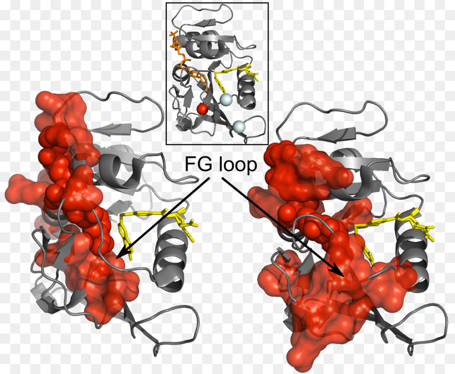 Protein Yapısı，Molekül PNG