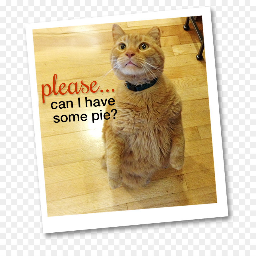 Bıyıkları，Kedi PNG