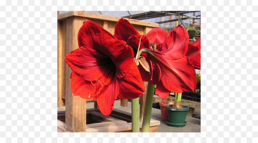 Amaryllis，Jersey Zambak PNG