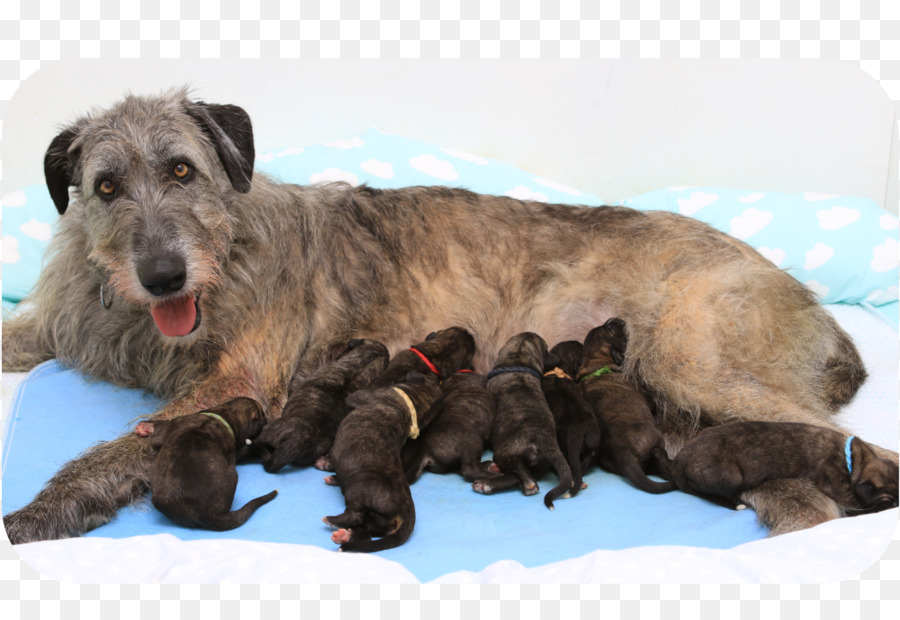 İrlandalı Wolfhound，Köpek Yavrusu PNG