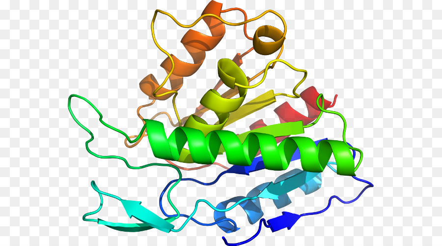 Protein Yapısı，Molekül PNG