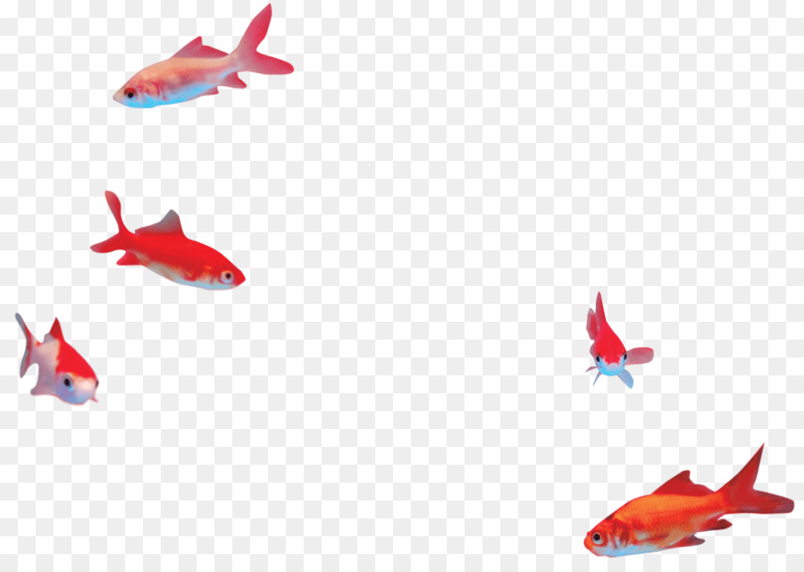 Yüzgeç，Japon Balığı PNG