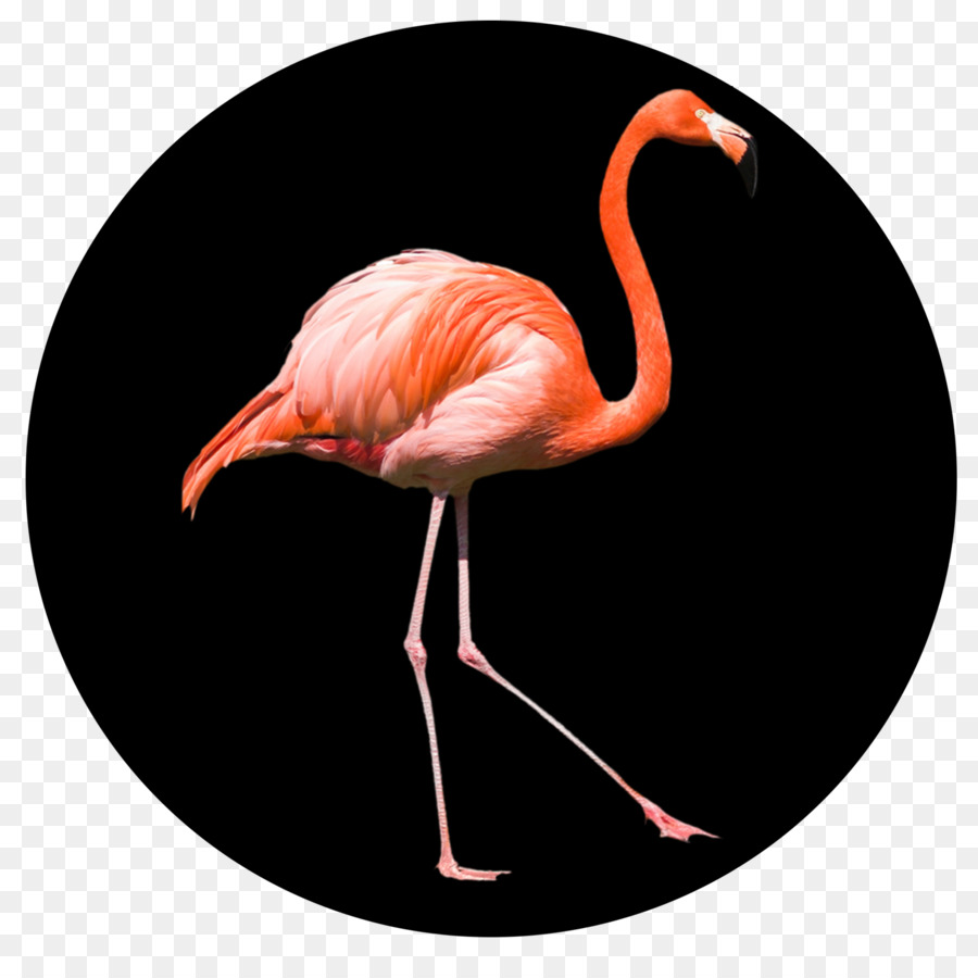 Gaga，Flamingo PNG