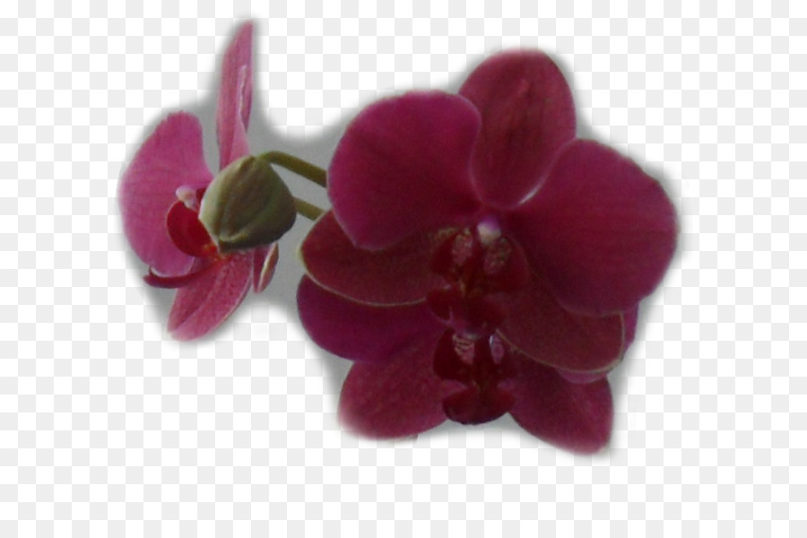 Güve Orkide，Mor PNG
