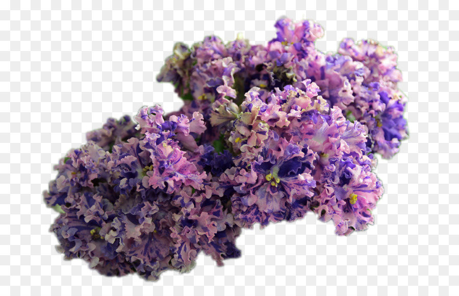 İngilizce Lavanta，Kesme çiçekler PNG