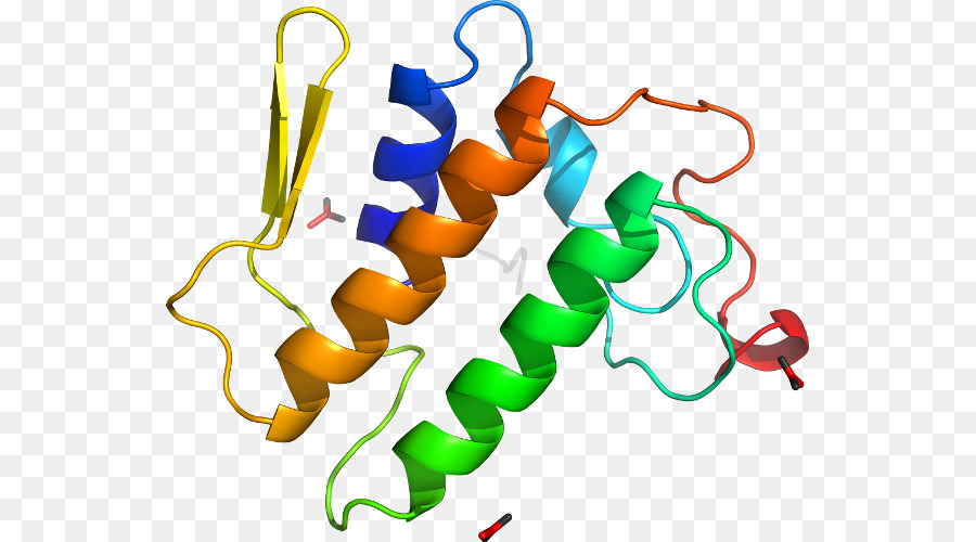 Protein Yapısı，Molekül PNG