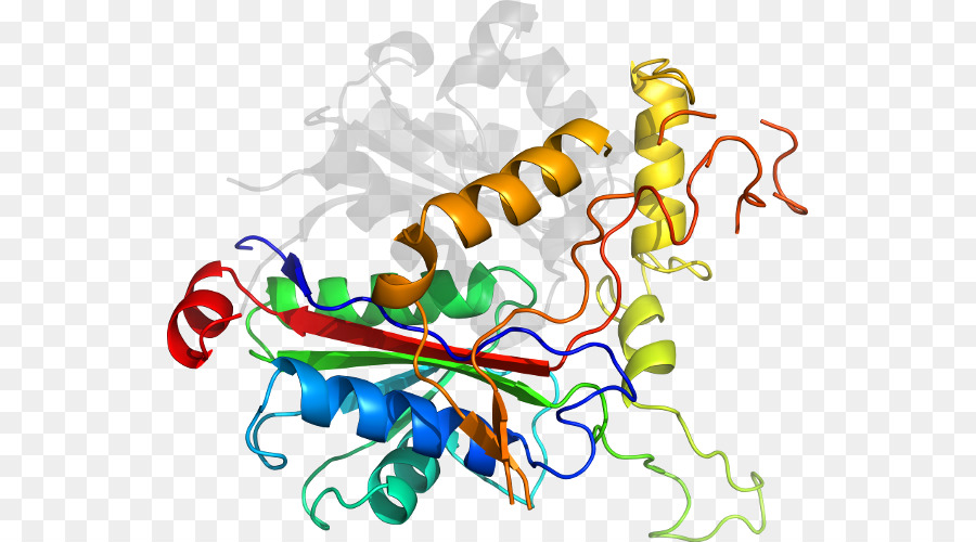 Protein Yapısı，Molekül PNG