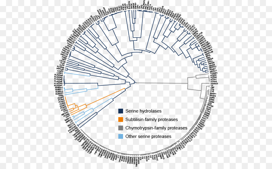 Serin Hidrolaz，Hidrolaz PNG