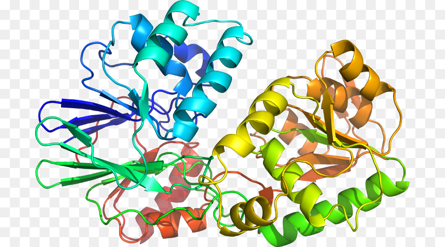 Protein Yapısı，Molekül PNG