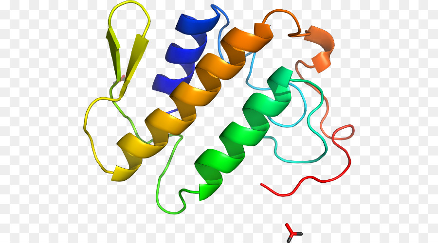 Protein Yapısı，Molekül PNG