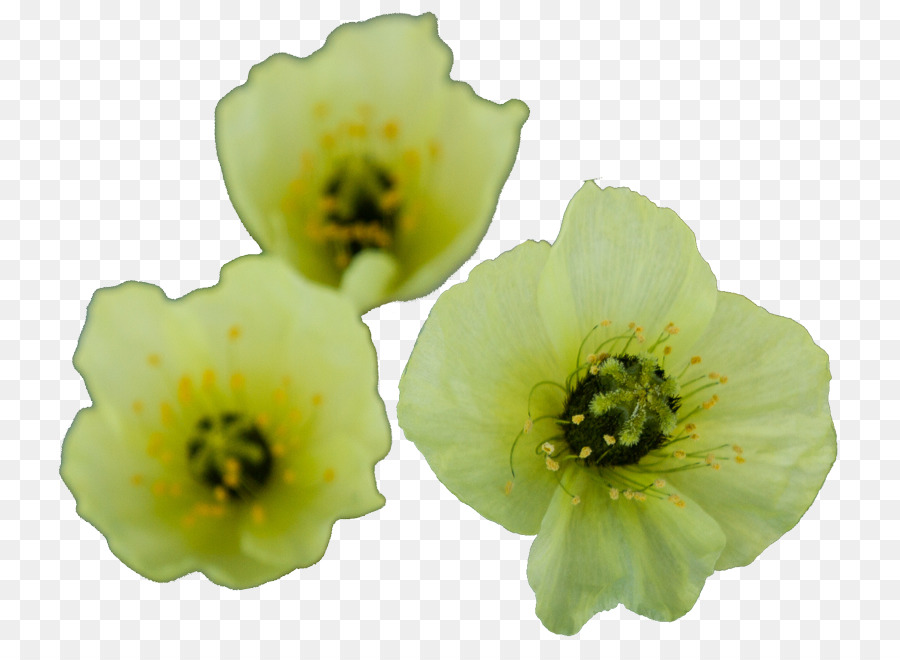 çiçek，Otsu Bitki PNG