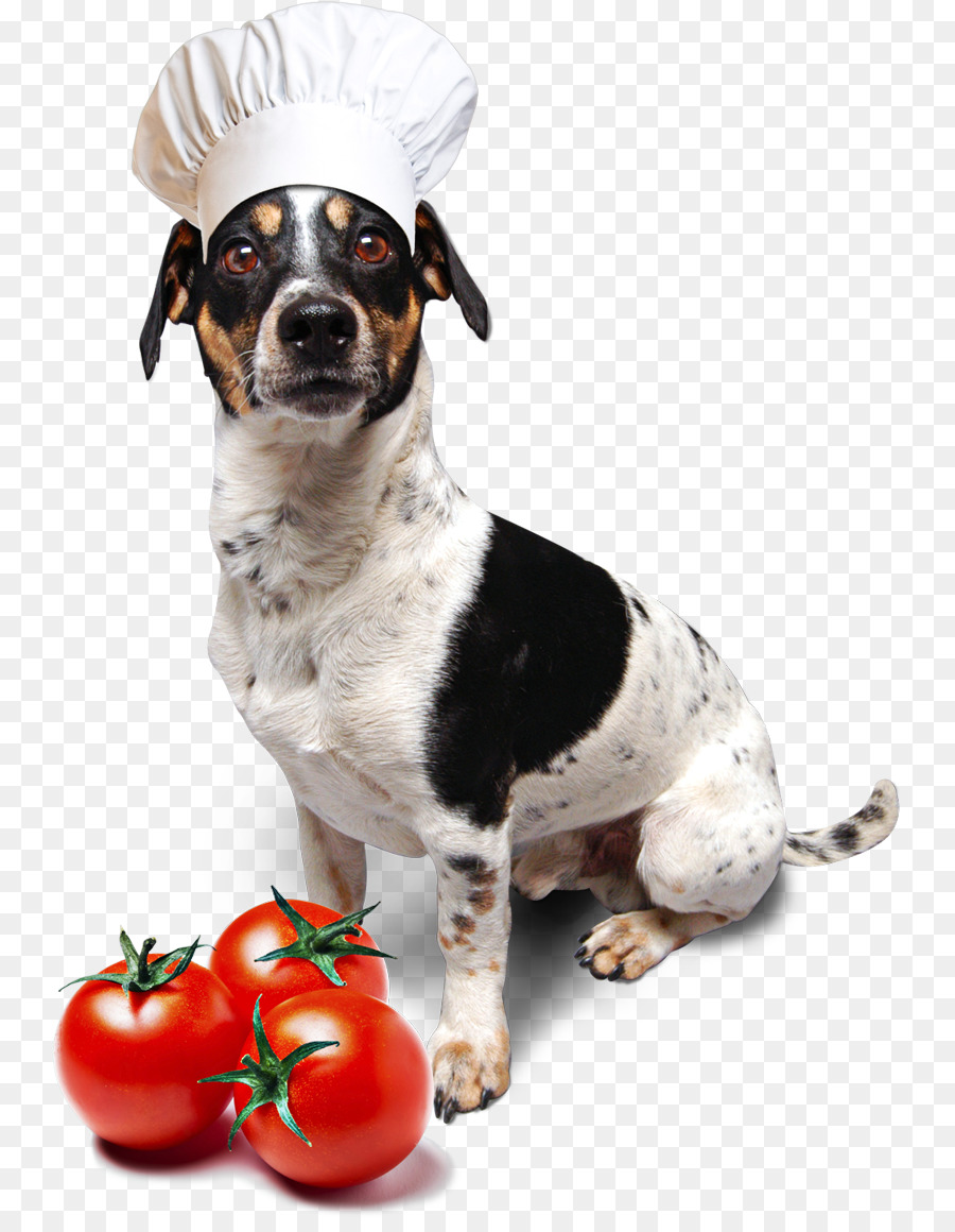 Köpek ırkı，Jack Russell PNG