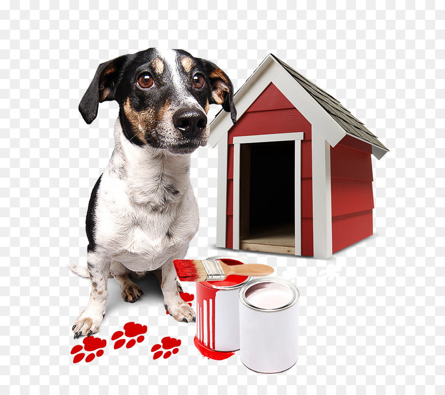 Köpek ırkı，Jack Russell PNG