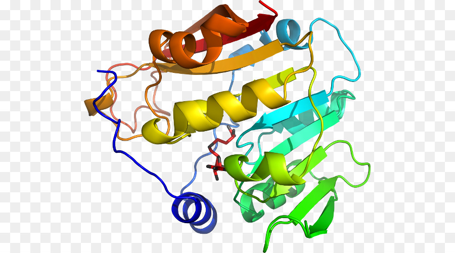 Protein Yapısı，Biyoloji PNG