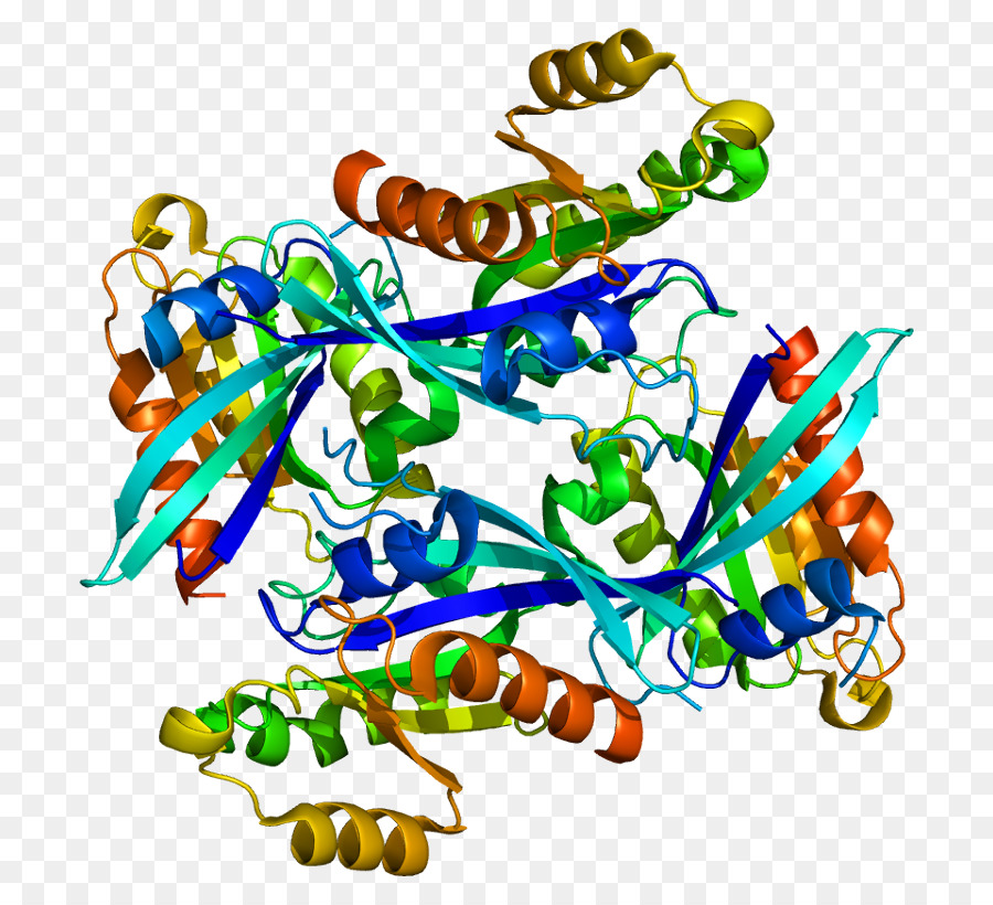 Protein Yapısı，Molekül PNG