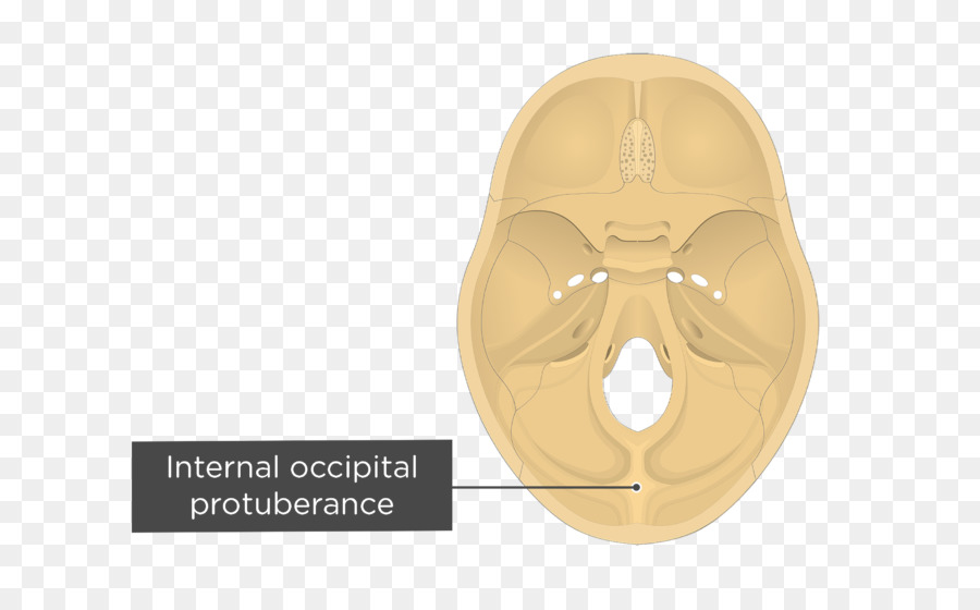 Oksipital Kemik，Harici Occipital Protuberance PNG