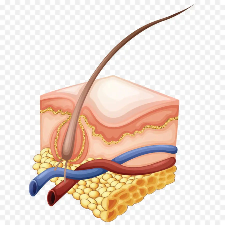 Saç Folikülü，Deri PNG
