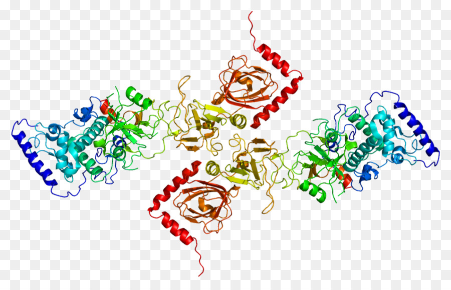 Protein Yapısı，Molekül PNG