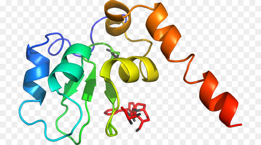 Protein Yapısı，Molekül PNG