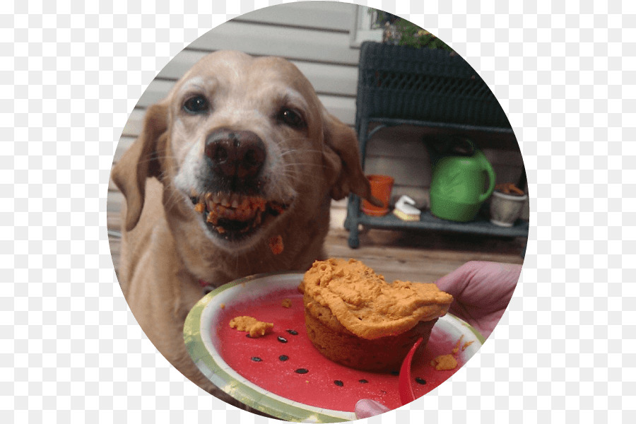 Labrador Retriever，Köpek Yavrusu PNG