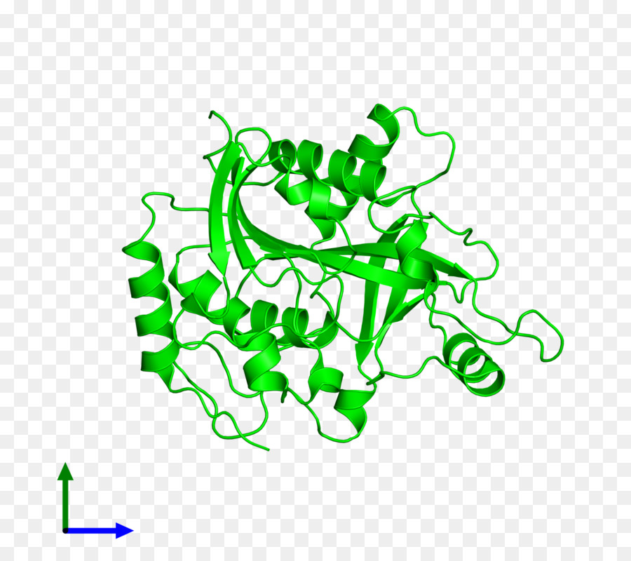 Yeşil Protein Yapısı，Biyoloji PNG