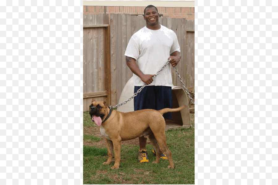 Köpek ırkı，Bullmastiff PNG