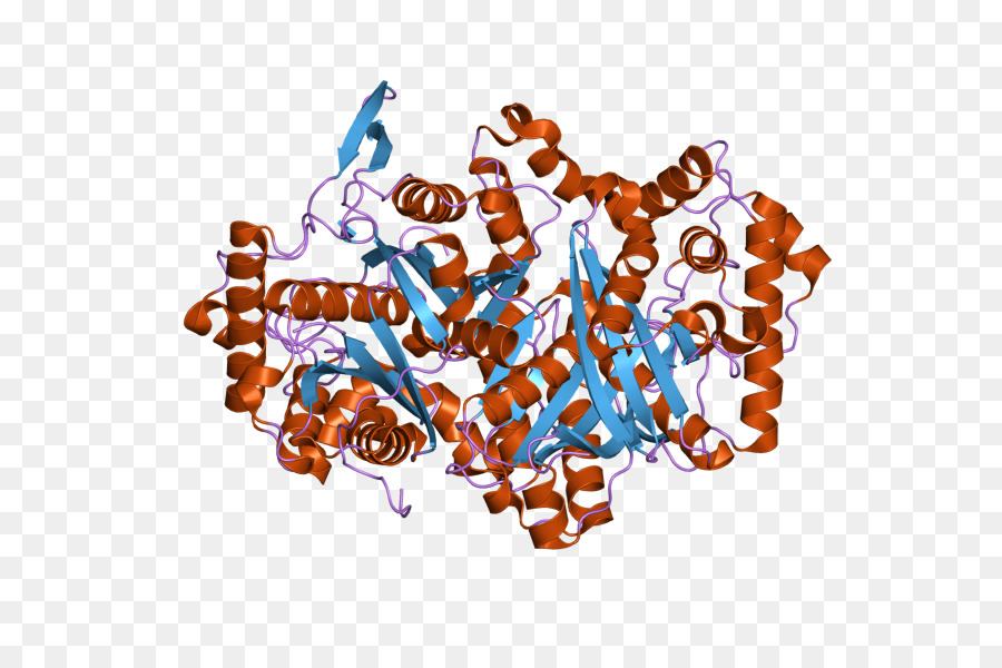 Protein Yapısı，Molekül PNG