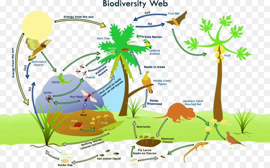 Biyolojik çeşitlilik，Biyoçeşitlilik Kaybı PNG