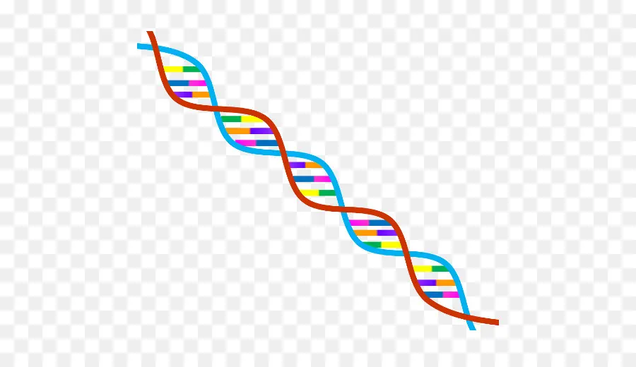 Dna，Sarmal PNG