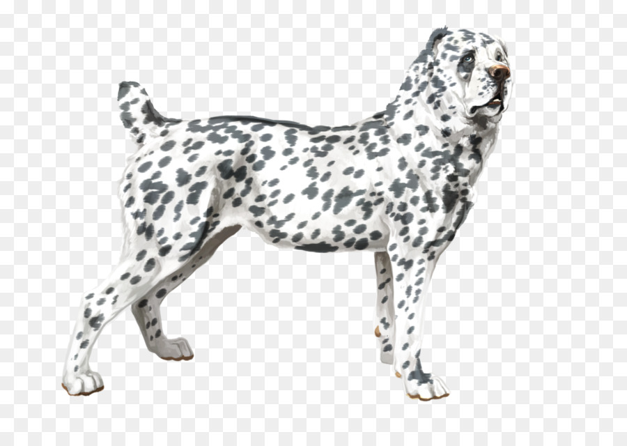 Köpek ırkı，Dalmaçyalı Köpek PNG
