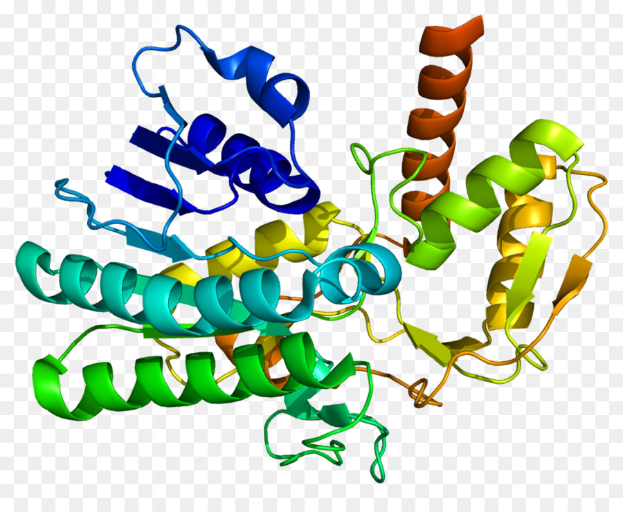 Protein Yapısı，Molekül PNG