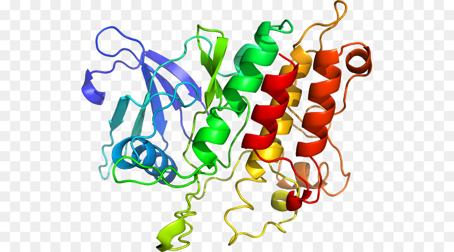 Protein Yapısı，Molekül PNG