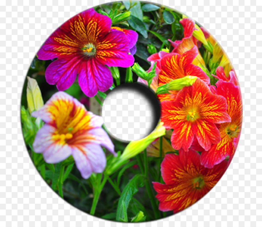 Hercai Menekşe，Salpiglossis Sinuata PNG