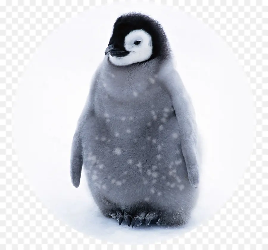 Penguen，Kar PNG