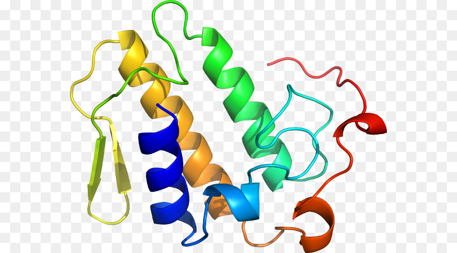 Protein Yapısı，Molekül PNG