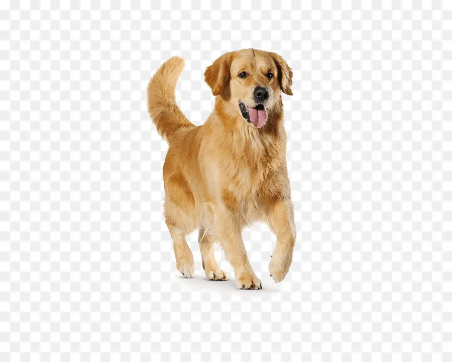 Golden Retriever，Köpek PNG