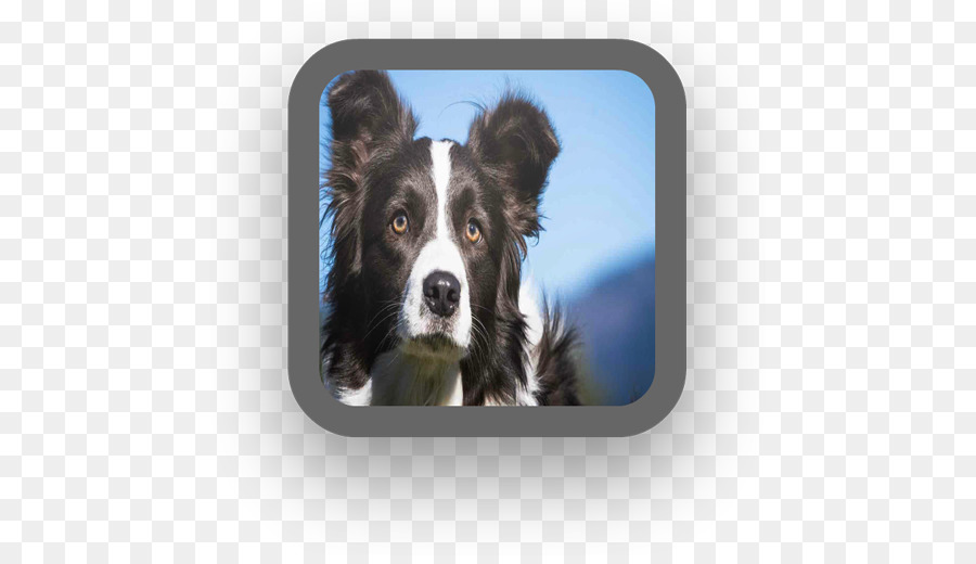 Sınır Collie，Kaba Collie PNG