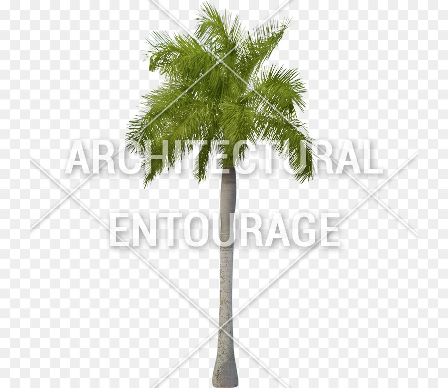 Asya Palmyra Palm，Yaprak PNG