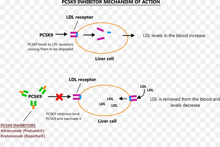 Pcsk9 İnhibitör Mekanizması，Ldl Reseptörü PNG